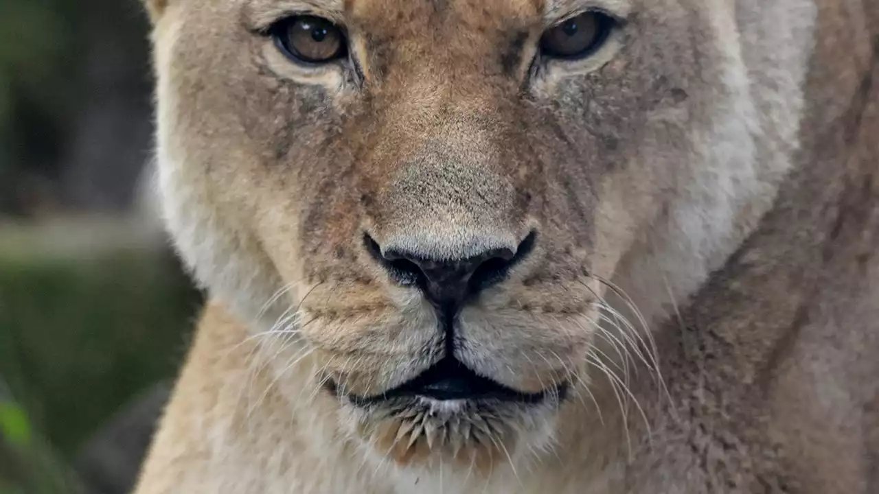 20-year-old lion dies at San Francisco Zoo