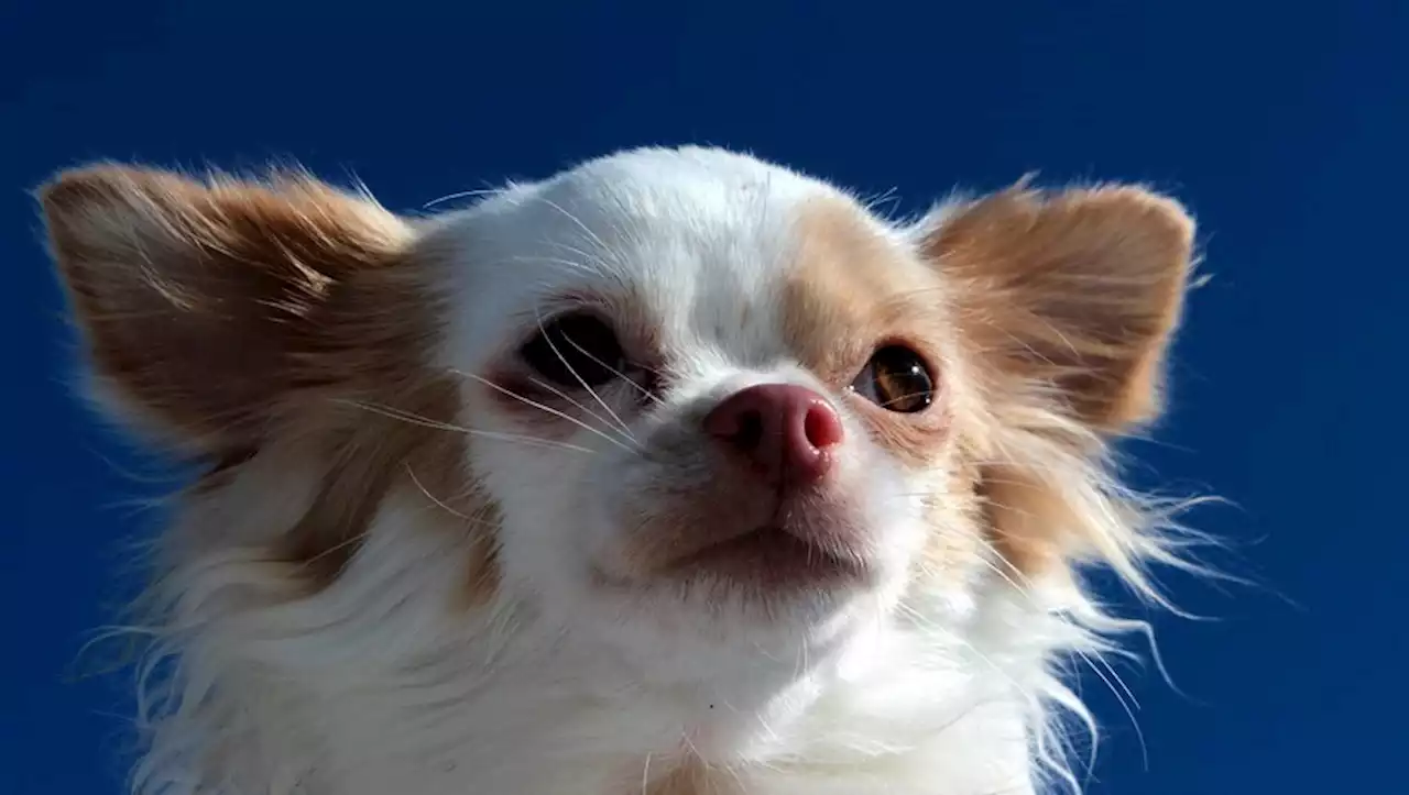 'Tout le monde a éclaté de rire' : une jeune de 16 ans tue un chihuahua en le mettant dans le sèche-linge pour un 'défi' TikTok