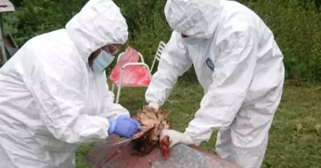 Gripe aviar: Senasa confirmó otro caso positivo en Córdoba | Ciudadanos | La Voz del Interior