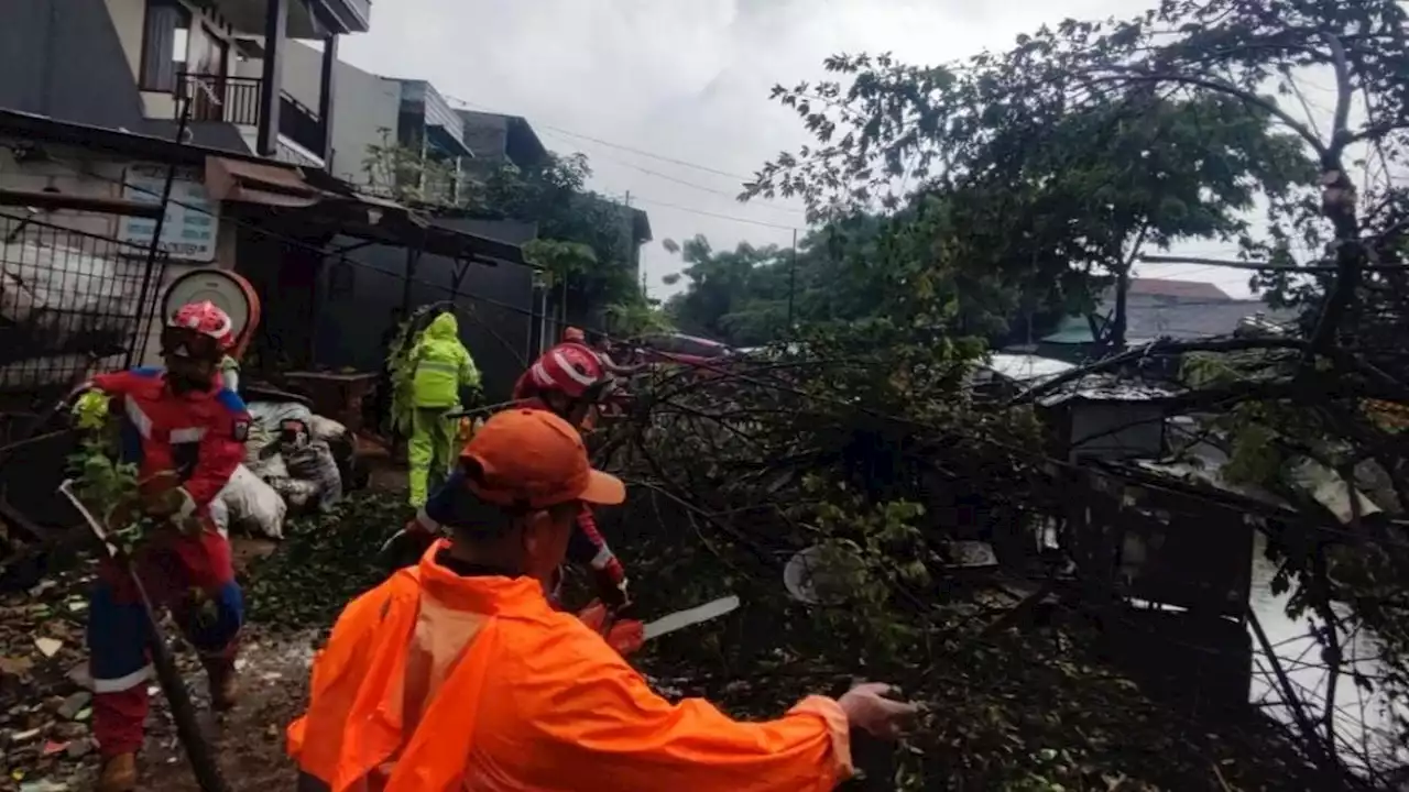 5 Pohon Tumbang di Jakarta Imbas Hujan Deras Hari Ini