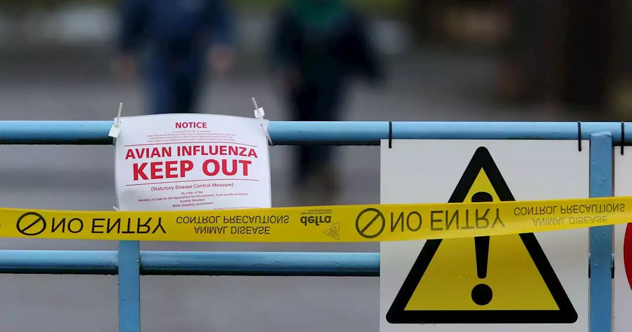 Warning over Bird Flu death rate as people become 'used to outbreaks'