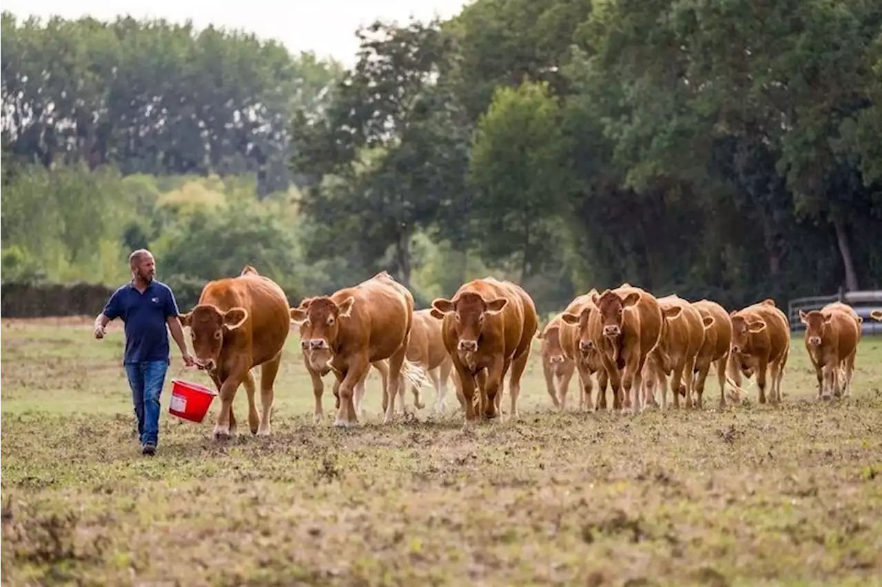 Crise de la filière bovine : la France manque de viande