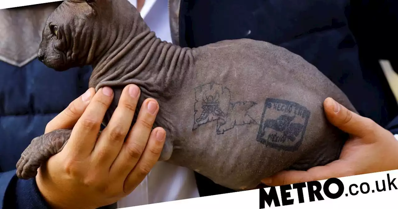 Sphynx cat tattooed by gangsters in prison is looking for a new home