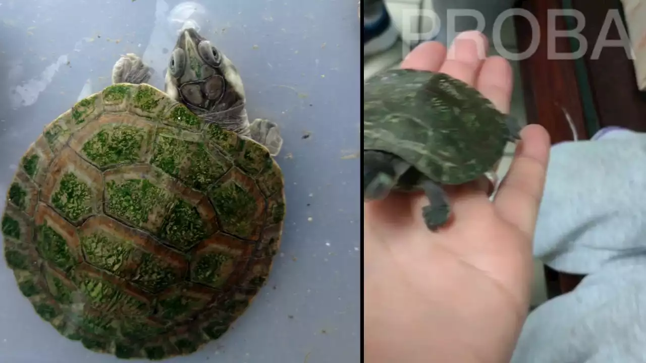 [VIDEO] Una niña en Rionegro le entregó a Cornare una tortuguita que le regalaron de cumpleaños