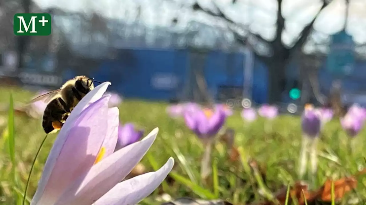 Frühstart: Warum Berlins Bienen jetzt schon wieder fliegen