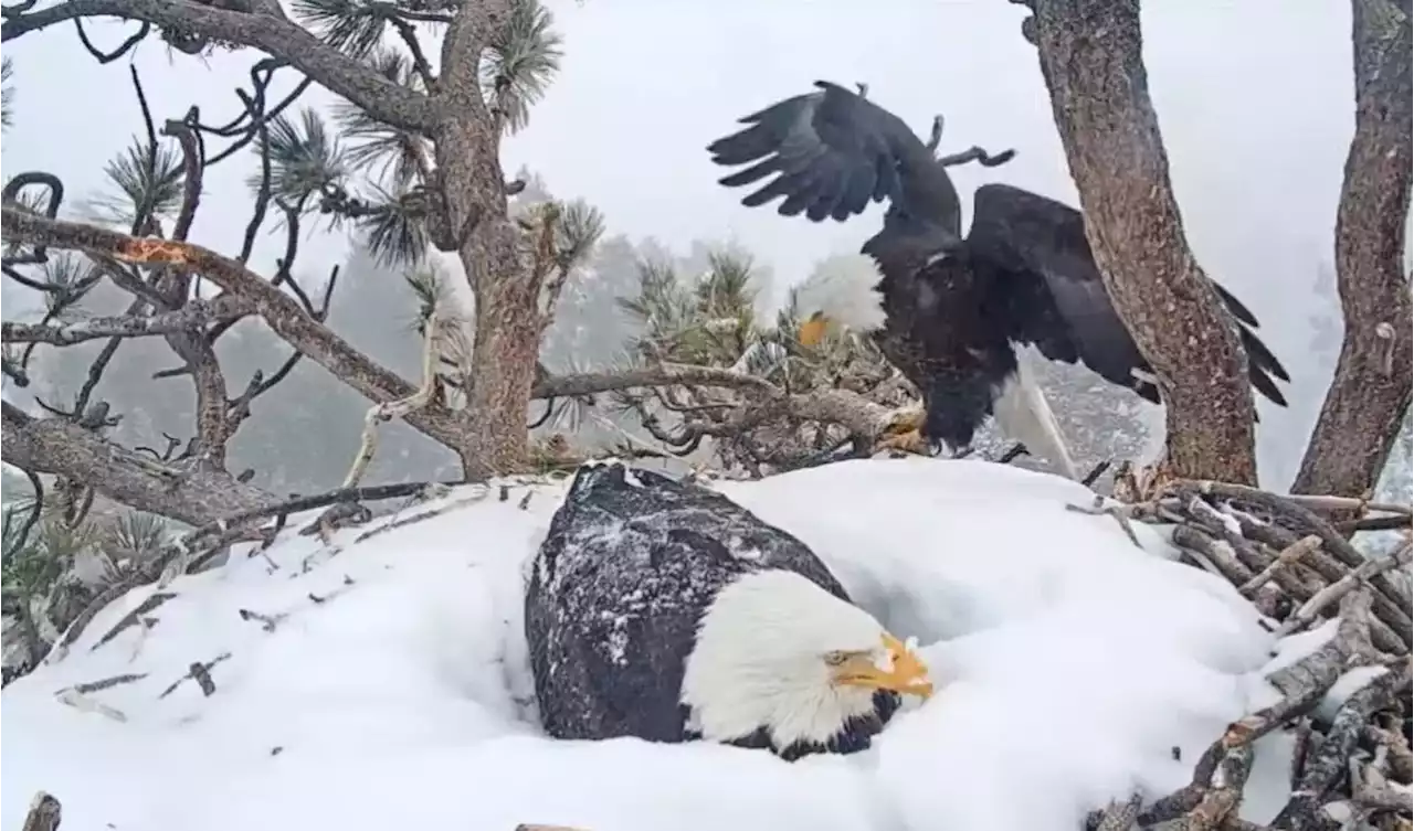 Watch: See How Big Bear's Valiant Eagles Are Weathering the Snowstorm