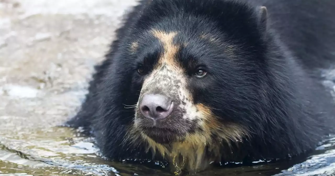 An Andean bear escaped his enclosure at the St. Louis Zoo — again