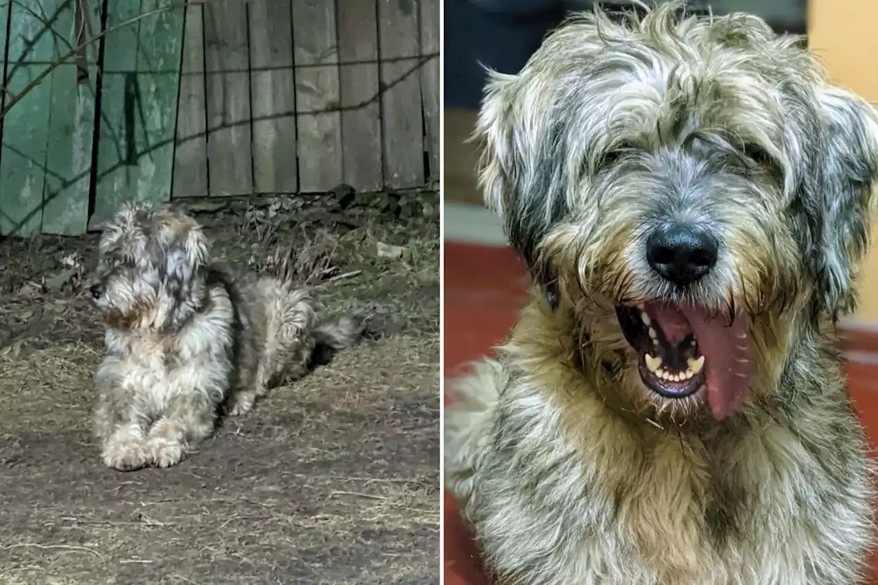 Dog found 'eating dead Russian soldiers' in Ukraine finds forever home