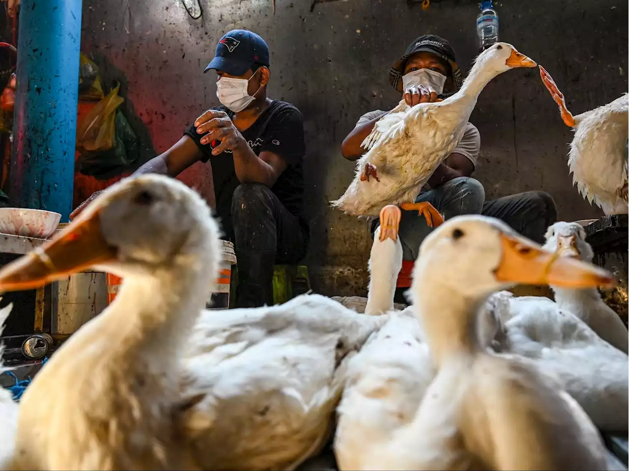 Bird flu situation 'worrying'; WHO working with Cambodia