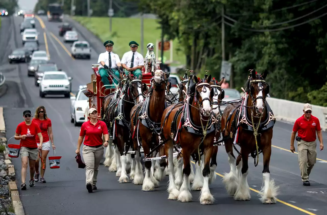 ‘Say a little prayer’: Budweiser Clydesdales get tangled at Texas rodeo appearance