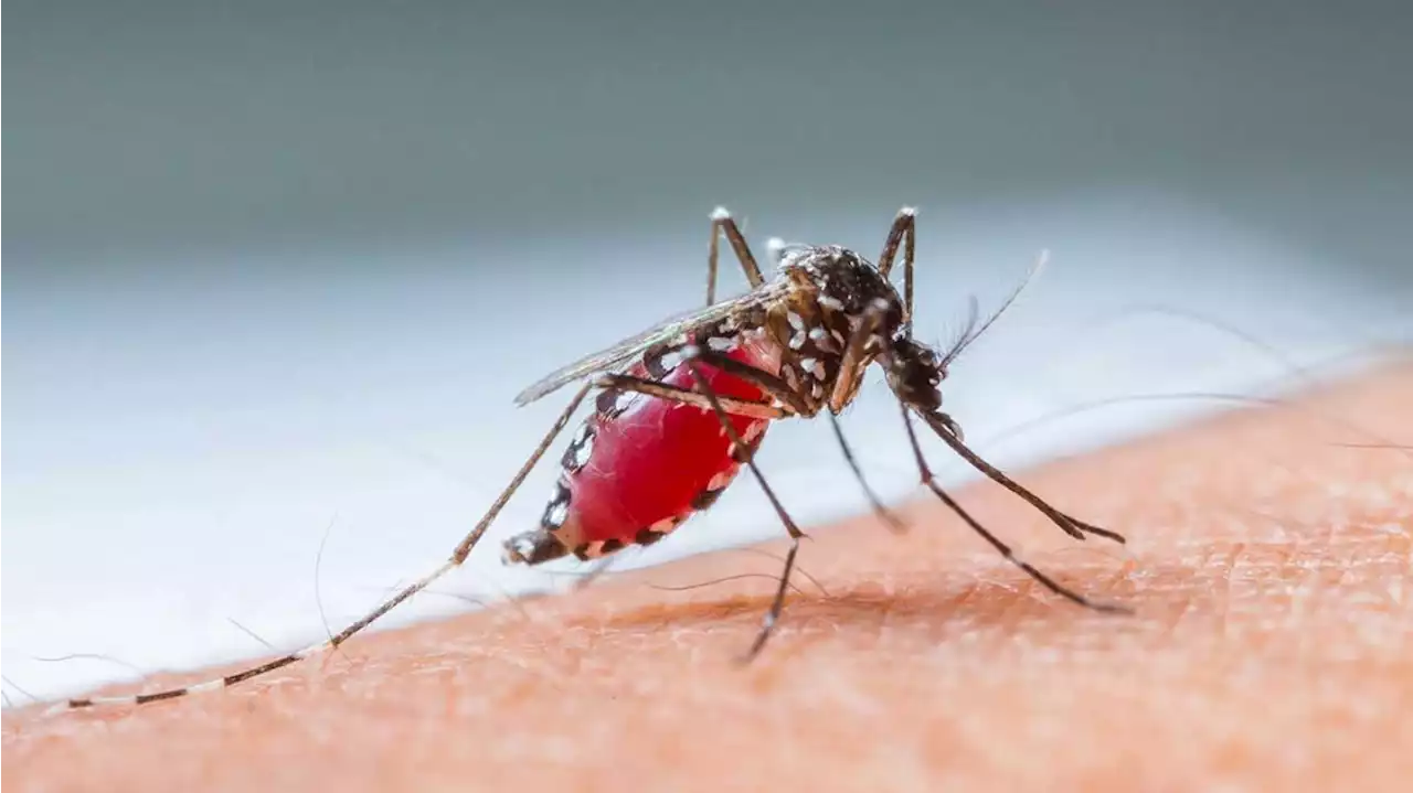 Alerta dengue: fuerte aumento de los casos autóctonos y temor de superar el récord de contagios