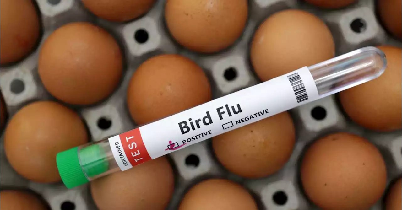 Bird flu situation 'worrying'; WHO working with Cambodia