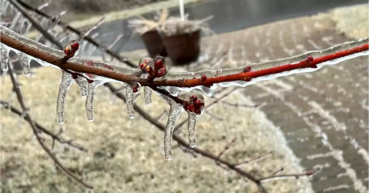 Ice storm causes internet outage in Michigan - NetBlocks