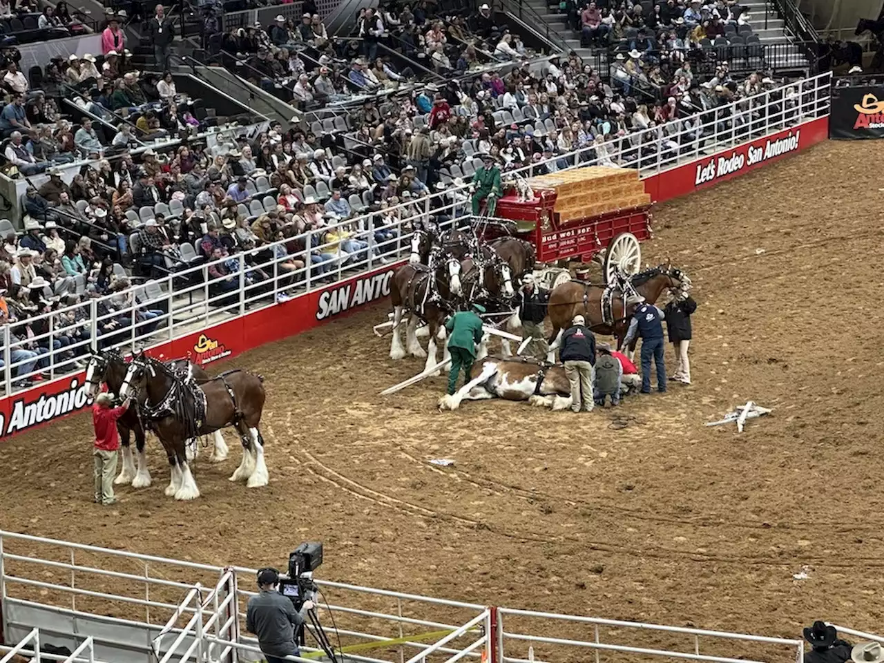 Tense moment involving Budweiser Clydesdale at San Antonio Rodeo goes viral online