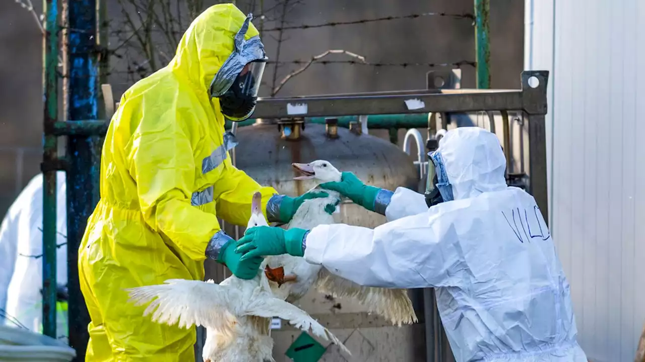 Bird flu: Health officials draw up COVID-style model looking at pandemic possibilities