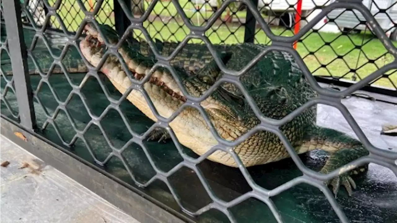 'We had to act': Croc euthanised after attacking Qld man, killing dog