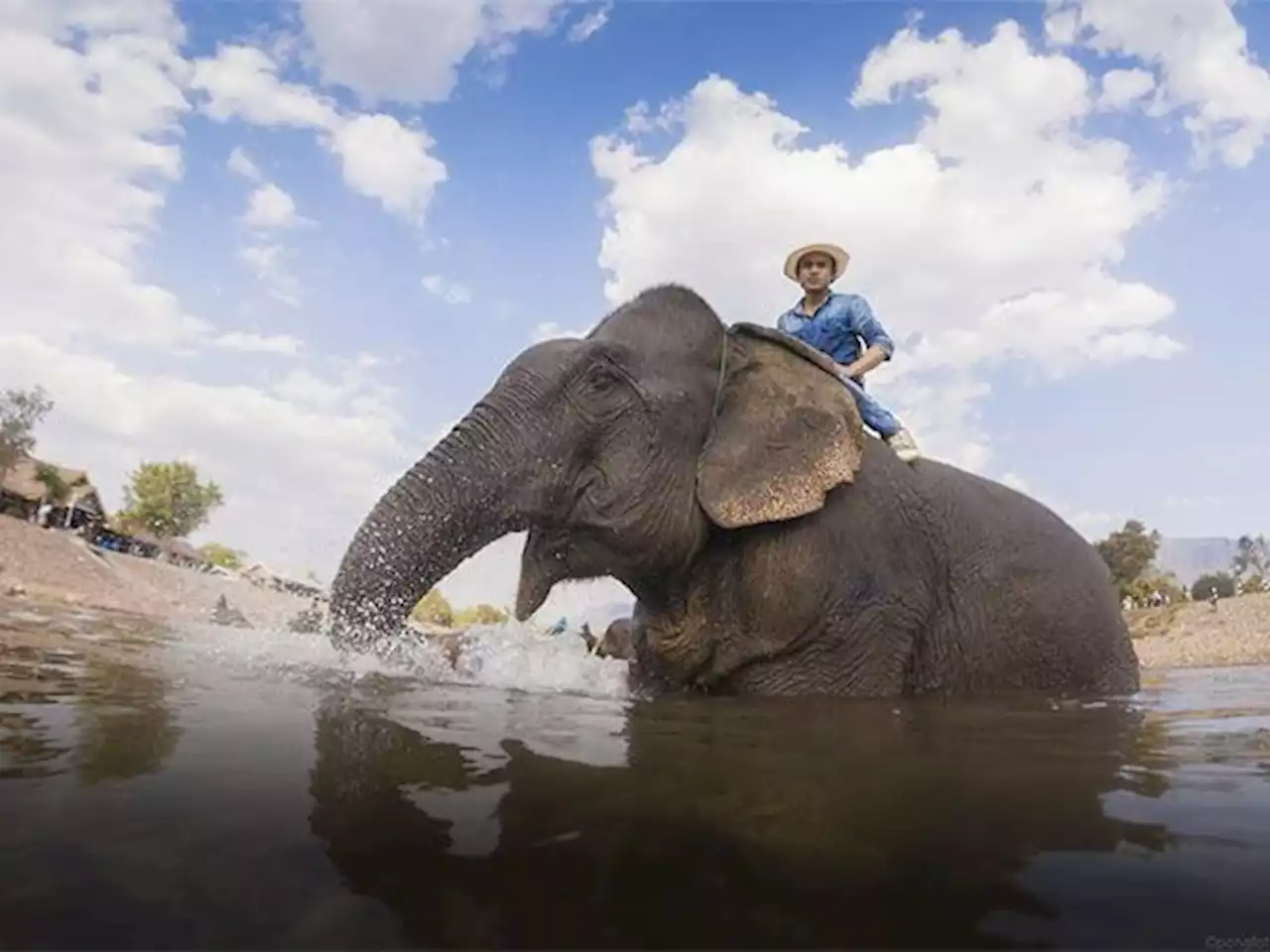 Bond between Lao people and elephants on display at festival