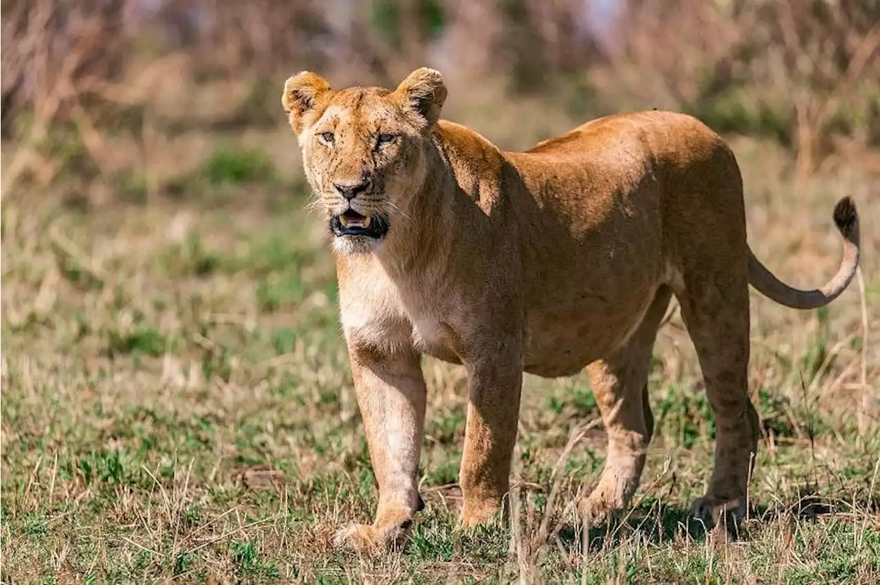 Lioness shot and killed in South Africa after escape