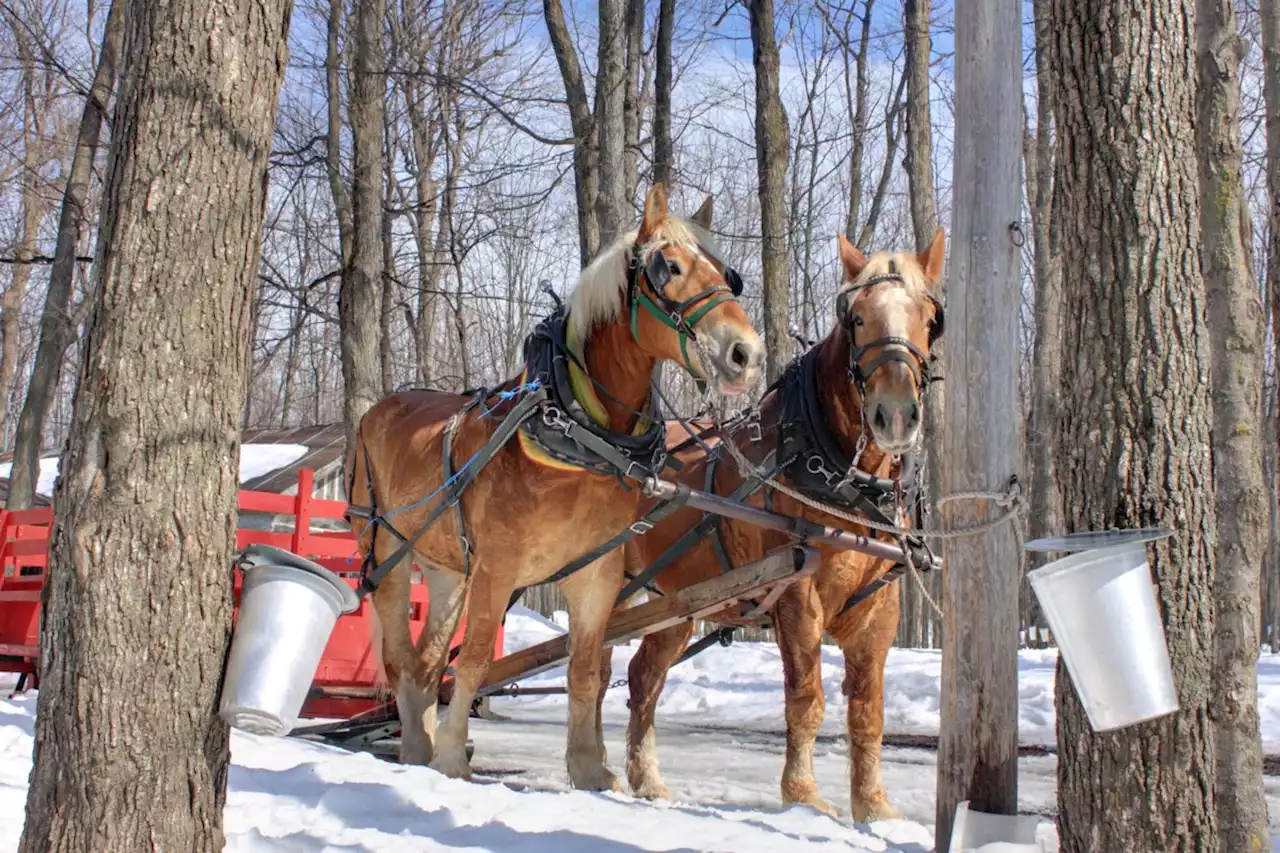 Plan your perfect spring adventure: Discover these must-visit maple syrup farms and festivals in Ontario