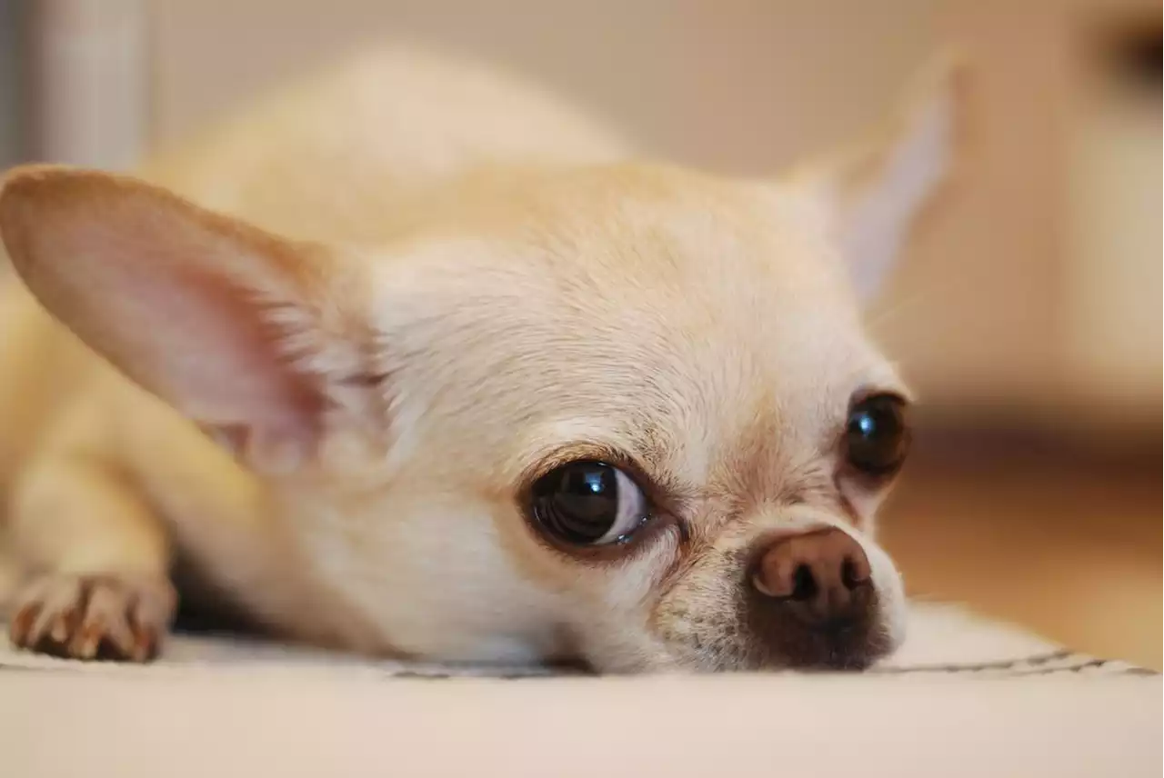 Elle tue le chihuahua de sa sœur en le mettant dans le sèche-linge pour un défi sur TikTok