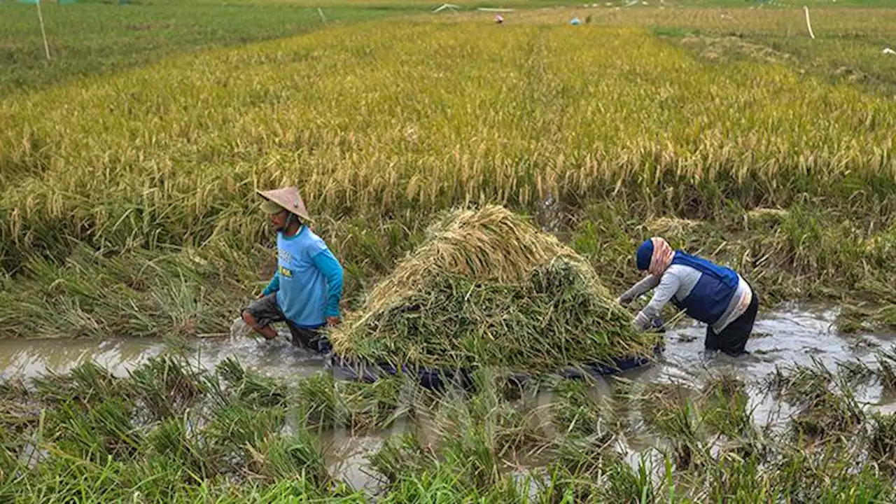 Disebut Tak Libatkan Petani Saat Tentukan Batas Atas Harga Beras dan Gabah, Begini Jawaban Kepala Bapanas