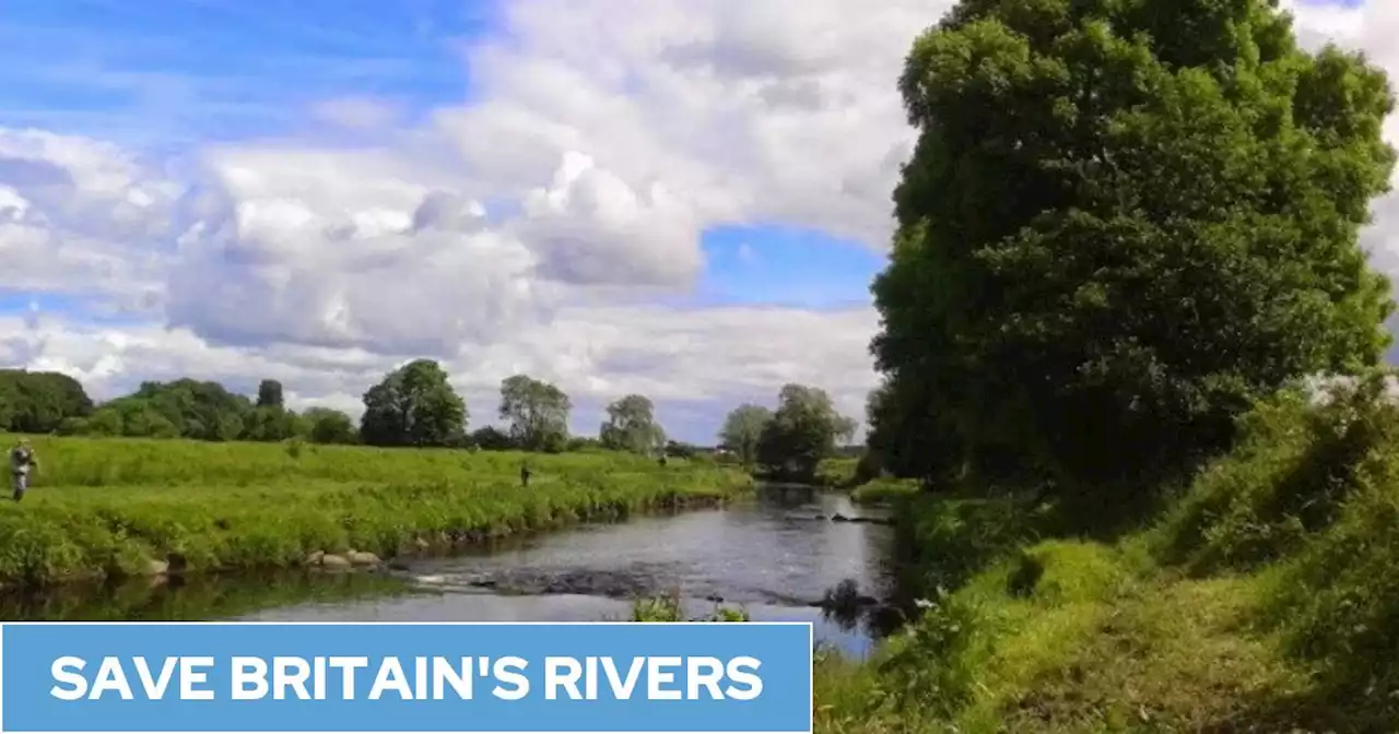 Major salmon river under threat as agricultural pollution starves fish and plants of oxygen