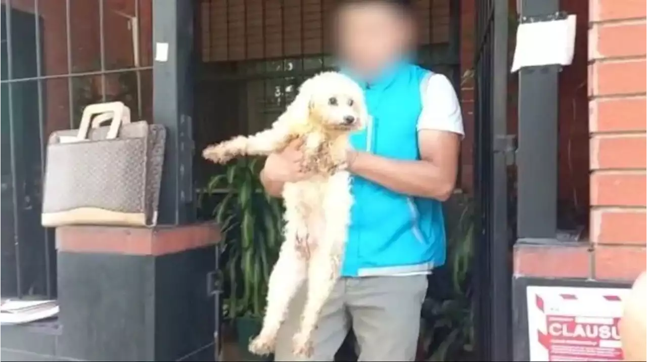 Video: rescataron a 17 caniches de un criadero ilegal de perros en Liniers