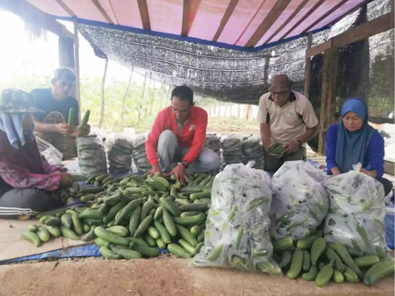 Tanam timun raih pendapatan RM15,000