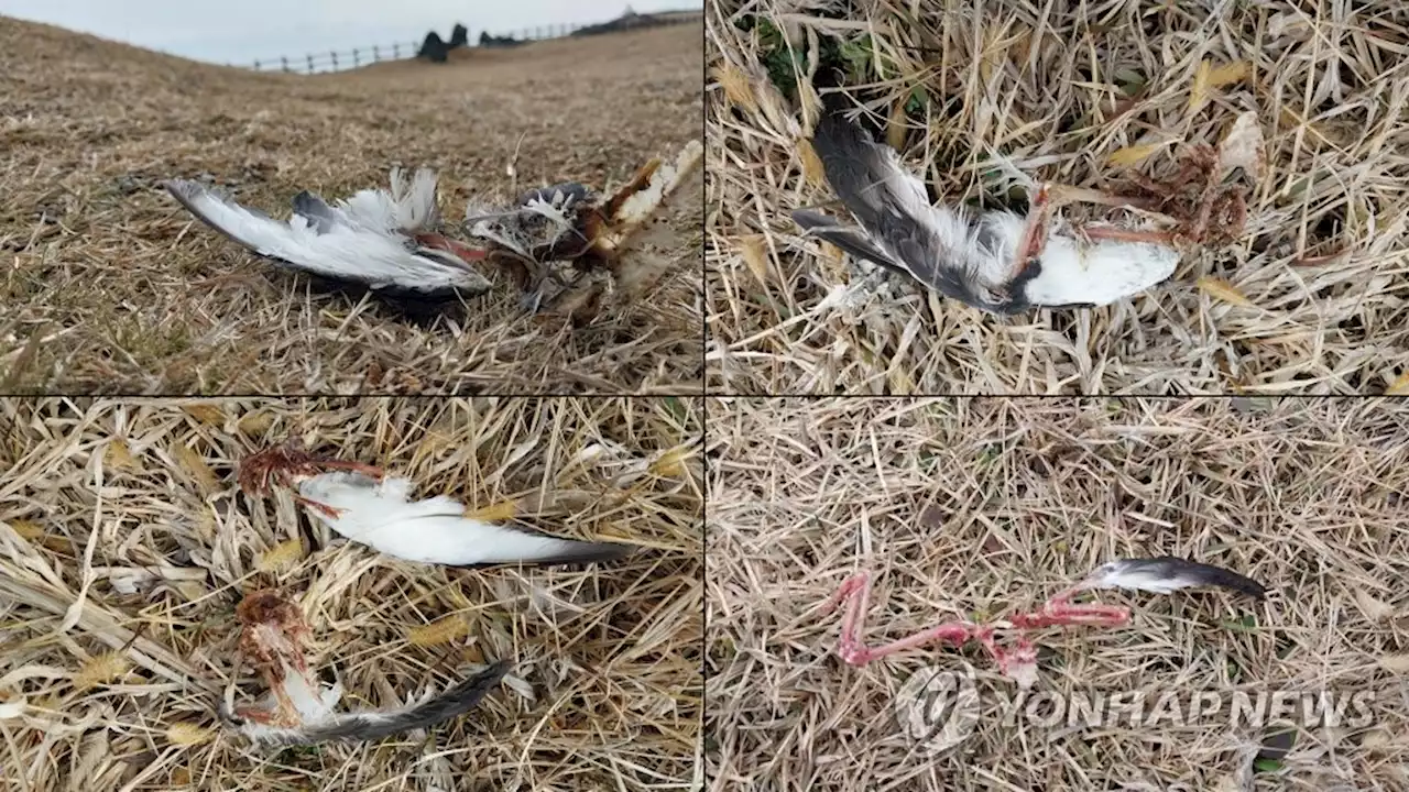 먼길 온 뿔쇠오리 4마리 사체로 발견…'마라도 길고양이 공격' | 연합뉴스