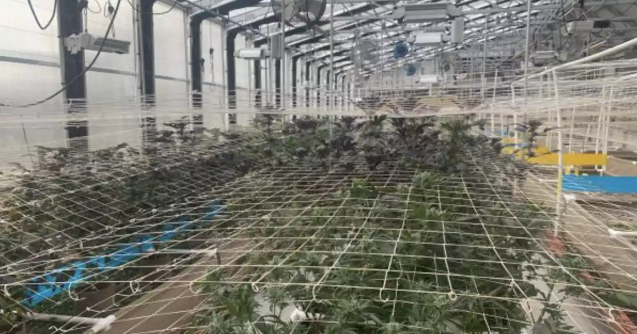 Deputies raid large-scale illegal Valley Center marijuana farm