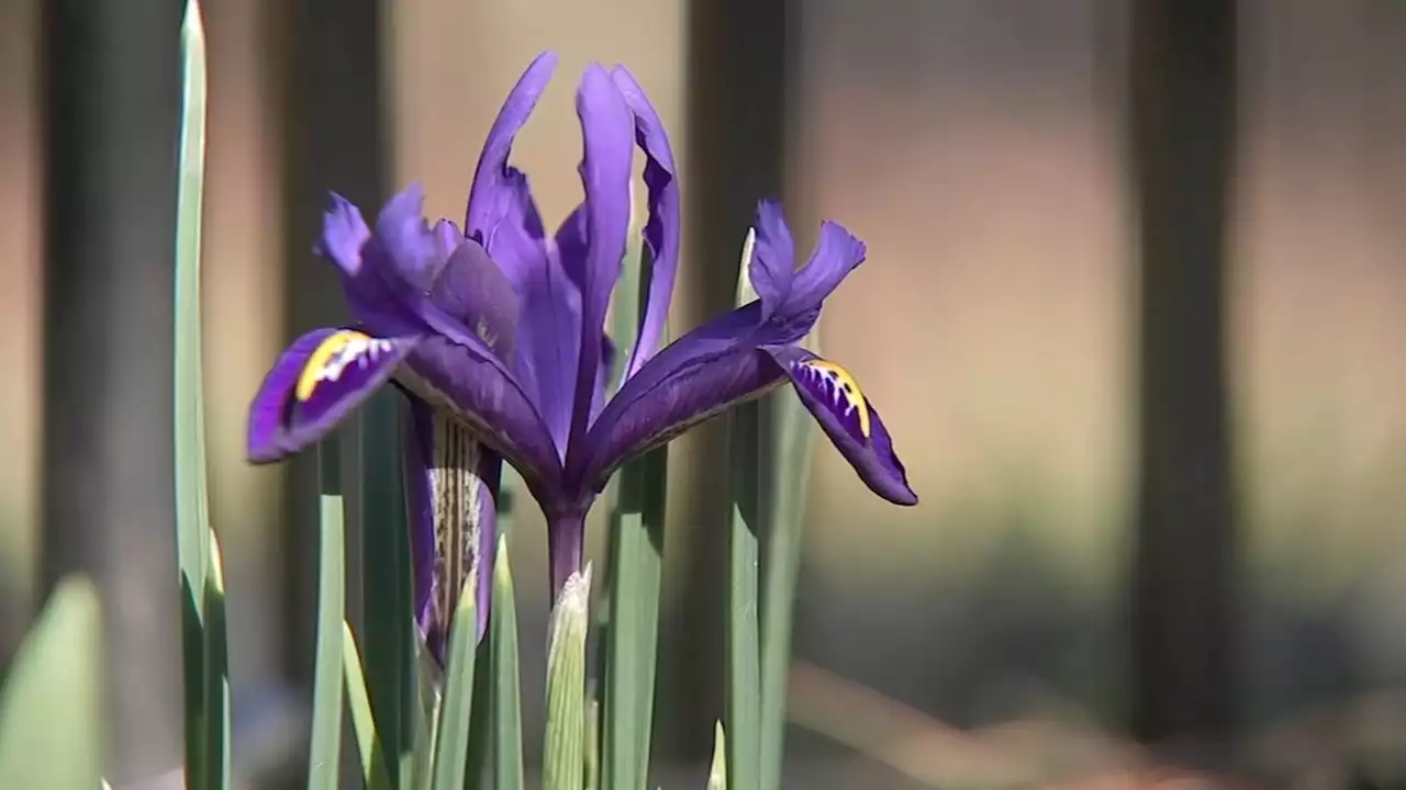 Protecting those spring flowers and plants ahead of cold snap