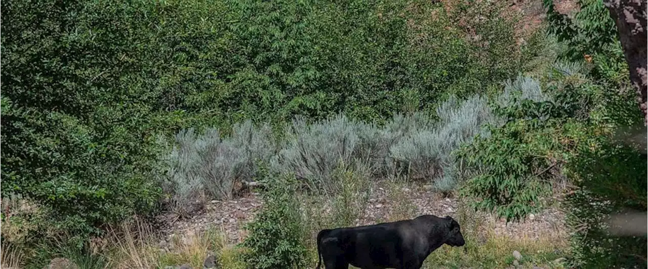 New Mexico governor pans Forest Service amid wild cow fight