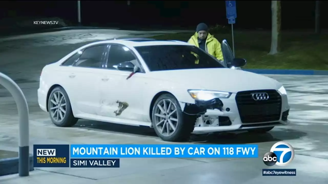 Mountain lion killed after being struck by car on 118 Freeway in Simi Valley