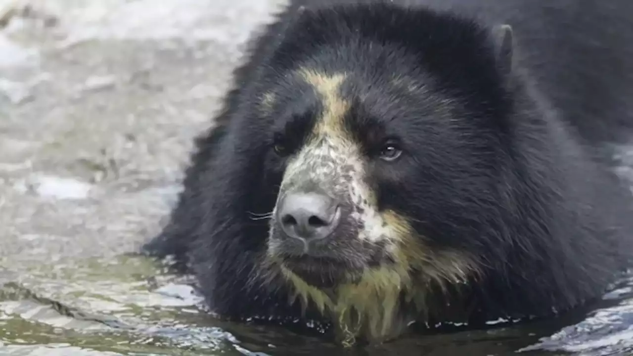 'Ben the Bear' breaks out of enclosure at St. Louis zoo -- again