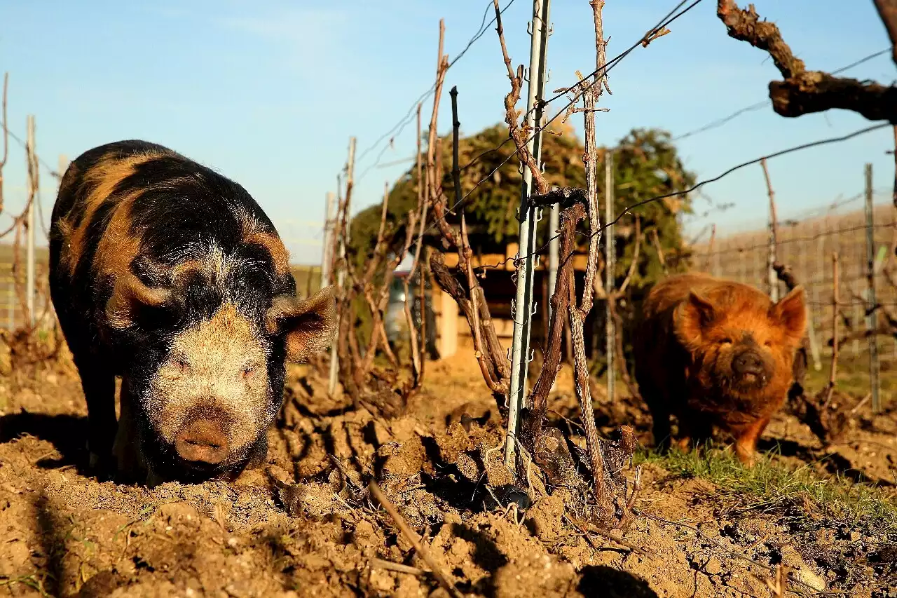 Pour éviter les herbicides, ces cochons de 'précision' toilettent les vignes