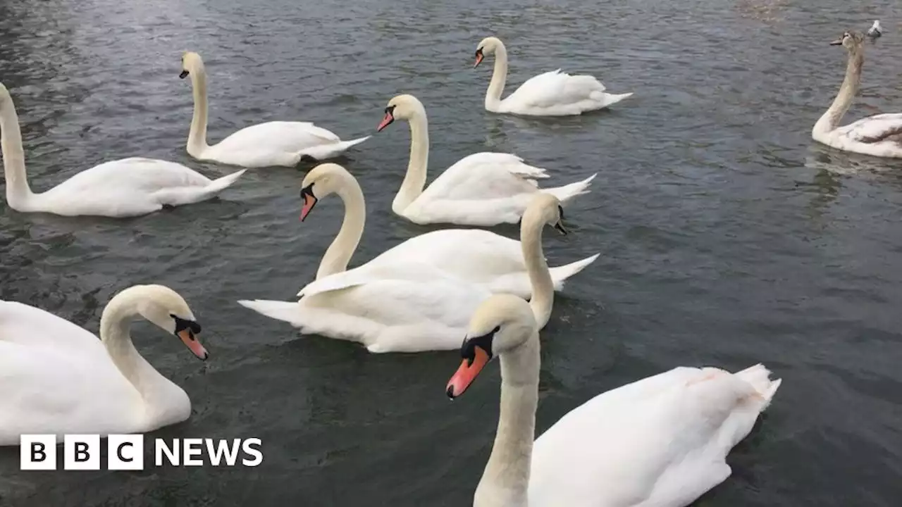 Bird flu: Trust claims one of worst inland outbreaks