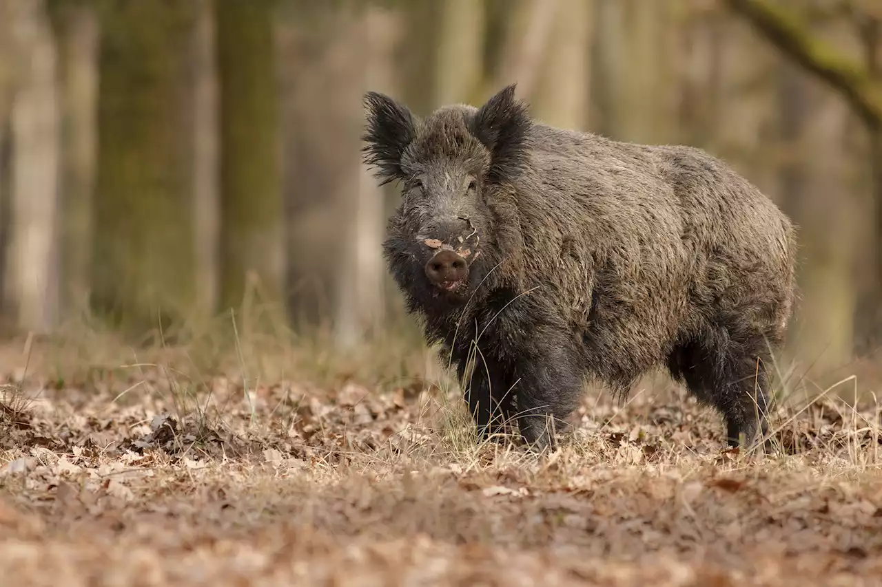 Hybrid ‘super pigs’ are invading the US after running wild in Canada