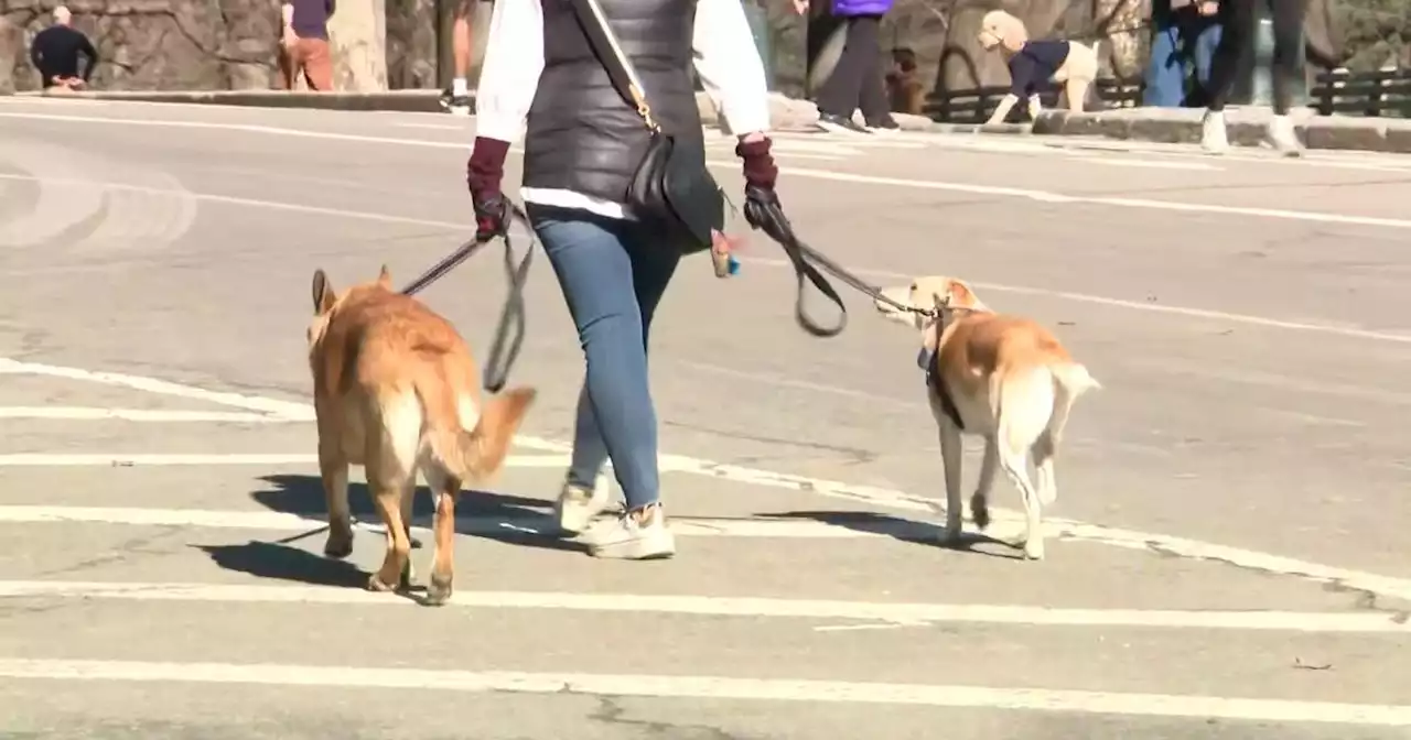 Demand, cost for dog walkers skyrocketing in New York City