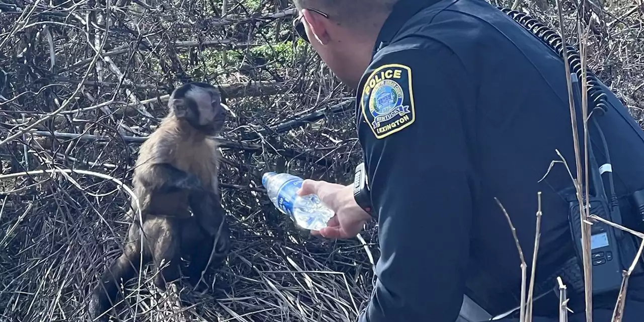 Police reunite family with missing pet monkey lost during car crash