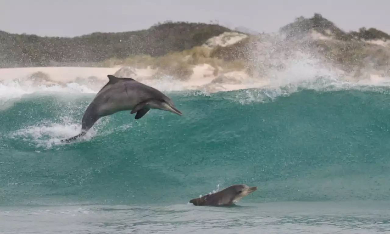 EMBATTLED SPECIES OP-ED: Endangered humpback dolphins appear to be increasingly vulnerable off South Africa