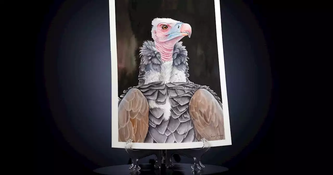 Eulogy for a Dallas Zoo vulture