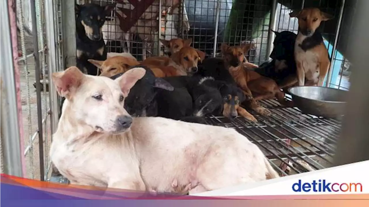 Tempat Diduga Jagal Anjing di Jakbar Digerebek! Ada Bau Daging Terbakar