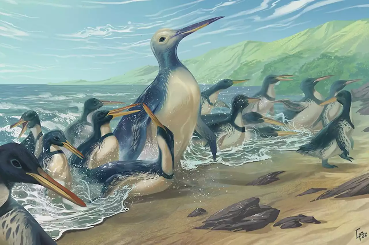 Largest Ever Penguin Fossil Discovered in New Zealand