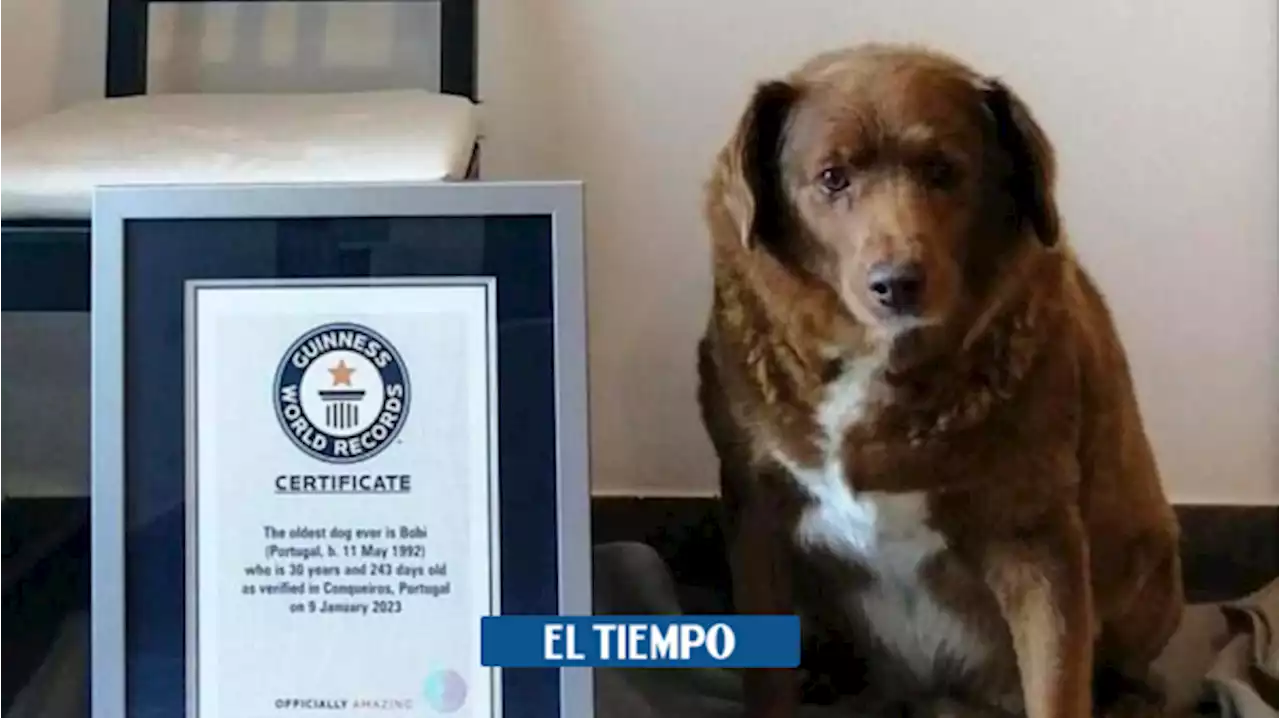 Así es Bobi, el perro más viejo del mundo y de la historia: tiene 30 años