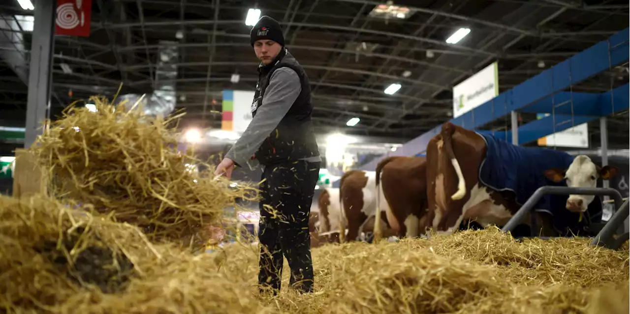 «Ça vaut le coup» : les éleveurs impatients avant l'ouverture du Salon de l'Agriculture 2023