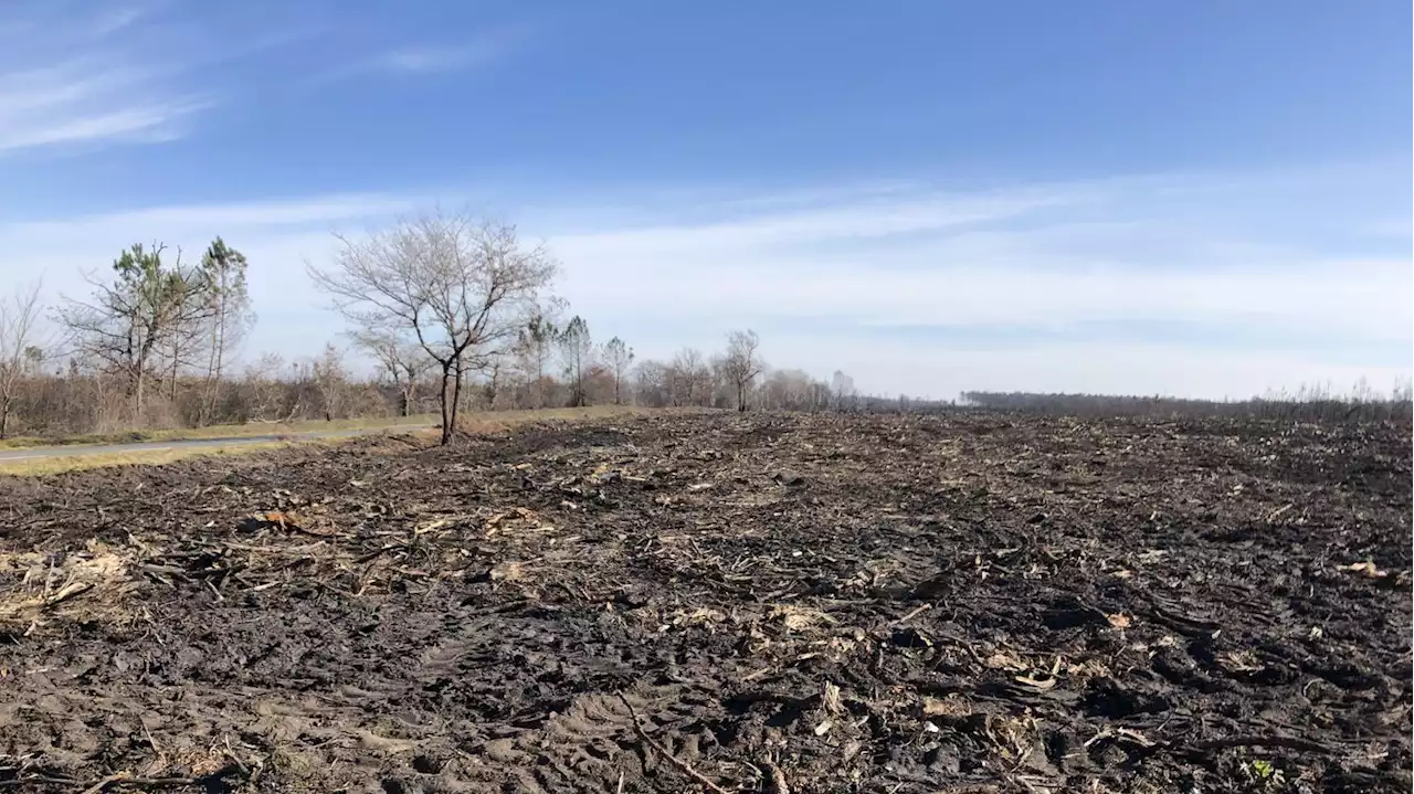 Incendies en Gironde : après le déboisement, quel avenir pour les forêts de pins ?