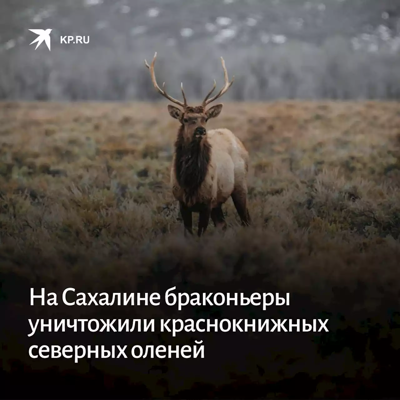 На Сахалине браконьеры уничтожили стадо краснокнижных северных оленей