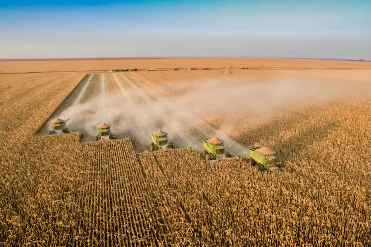 Un estudio revela cómo Brasil le ganó a la Argentina un Mundial en producción agropecuaria