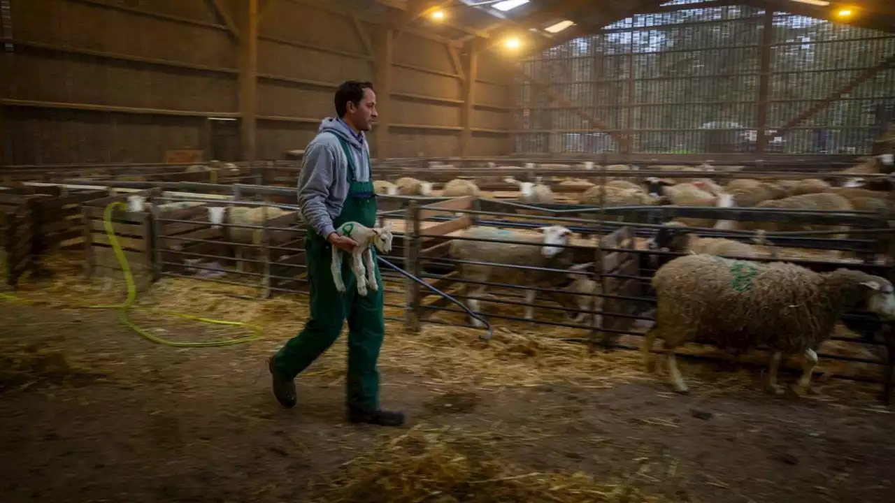 Agriculture : la ferme France cherche des bras pour nourrir le pays