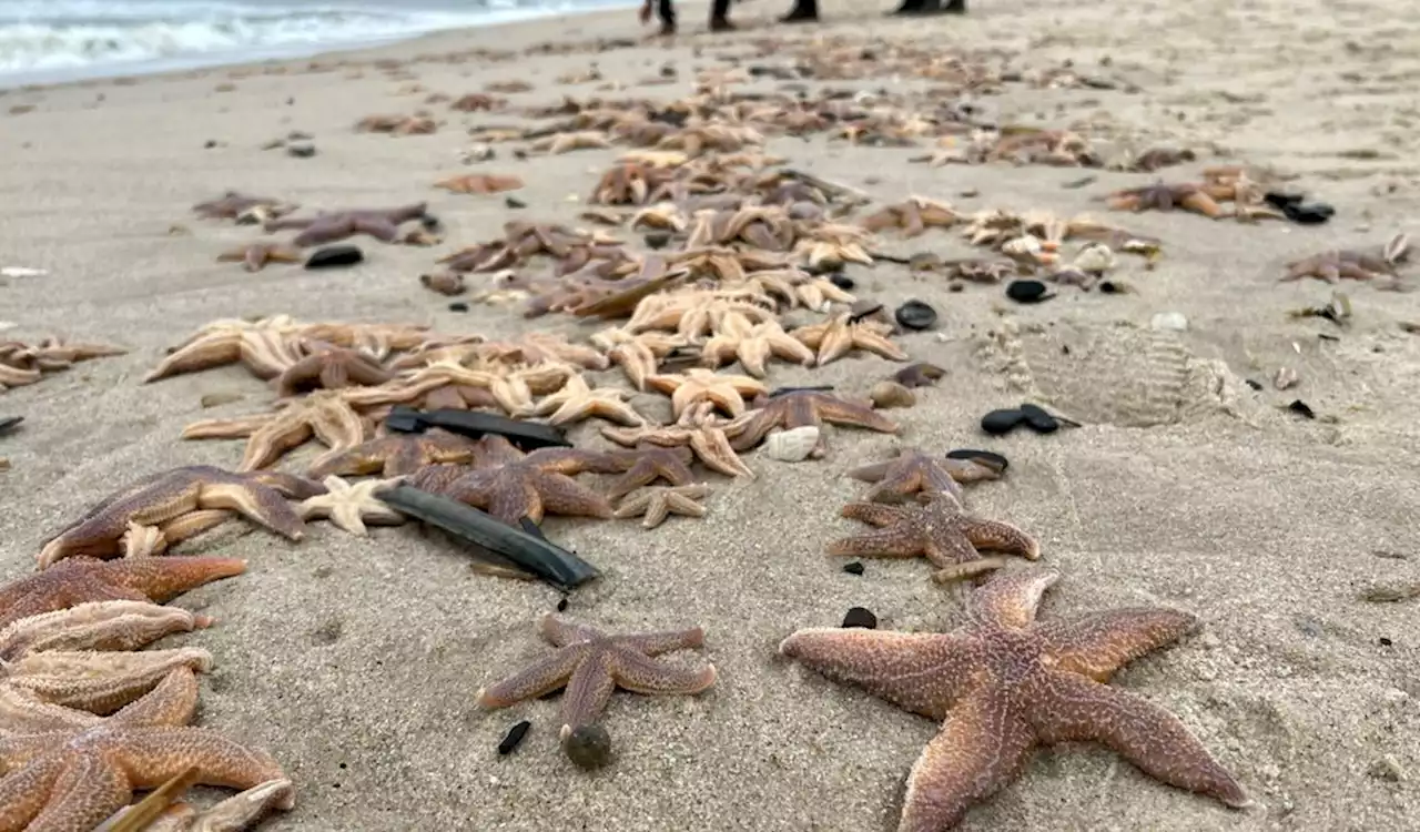 An Nord- und Ostsee: Wieso gerade viele Seesterne an den Stränden liegen